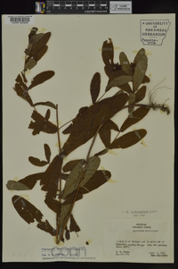 Triadenum tubulosum image