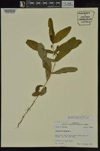 Triadenum tubulosum image