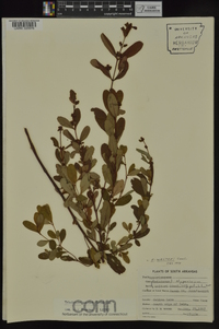 Triadenum walteri image