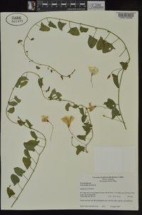 Convolvulus arvensis image