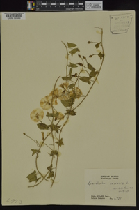 Convolvulus arvensis image