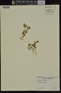 Dichondra carolinensis image