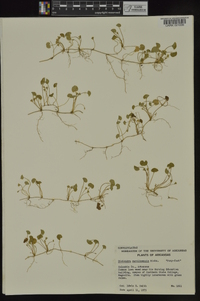 Dichondra carolinensis image