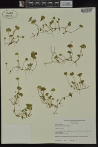 Dichondra carolinensis image