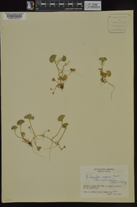 Dichondra carolinensis image