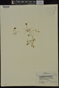 Dichondra carolinensis image
