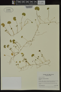 Dichondra carolinensis image