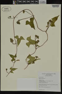 Ipomoea lacunosa image