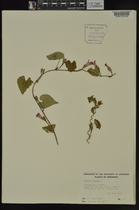 Ipomoea lacunosa image