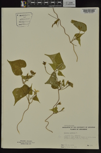 Ipomoea lacunosa image