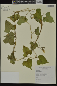 Ipomoea lacunosa image