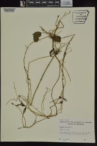 Ipomoea lacunosa image