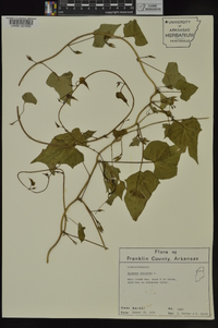 Ipomoea lacunosa image