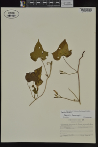 Ipomoea lacunosa image