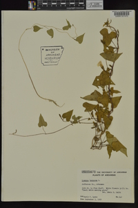 Ipomoea lacunosa image