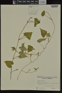 Ipomoea lacunosa image