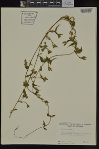 Ipomoea lacunosa image