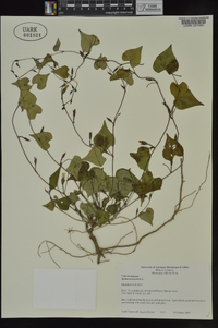 Ipomoea lacunosa image