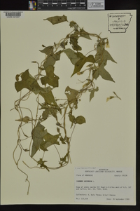 Ipomoea lacunosa image