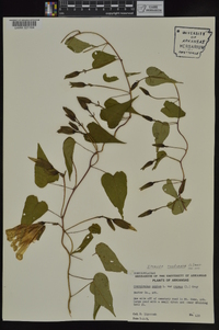 Ipomoea pandurata image