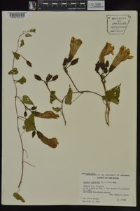 Ipomoea pandurata image