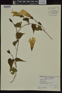 Ipomoea pandurata image