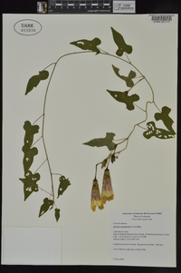 Ipomoea pandurata image