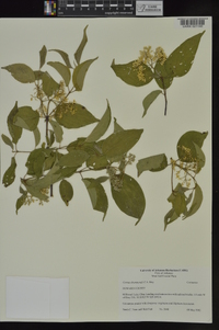 Cornus drummondii image