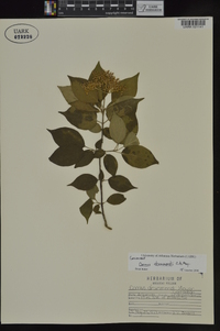 Cornus drummondii image