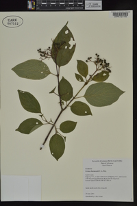 Cornus drummondii image