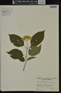 Cornus drummondii image