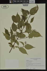 Cornus drummondii image