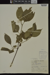 Cornus drummondii image