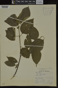 Cornus drummondii image