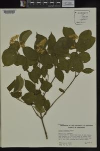 Cornus drummondii image