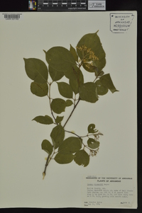 Cornus drummondii image