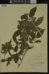 Cornus drummondii image