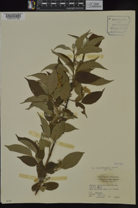 Cornus drummondii image