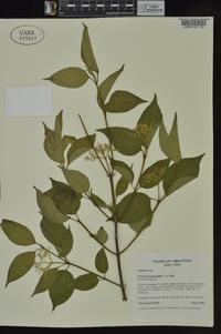 Cornus drummondii image