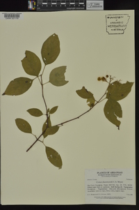 Cornus drummondii image