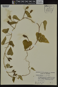 Ipomoea pandurata image