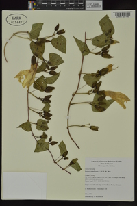 Ipomoea pandurata image