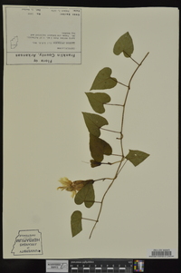 Ipomoea pandurata image