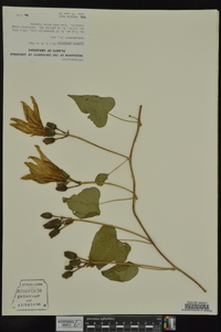 Ipomoea pandurata image