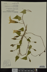 Ipomoea pandurata image