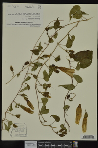 Ipomoea pandurata image