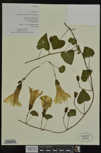 Ipomoea pandurata image