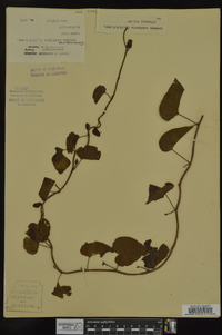 Ipomoea pandurata image