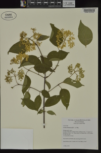 Cornus drummondii image