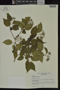 Cornus drummondii image